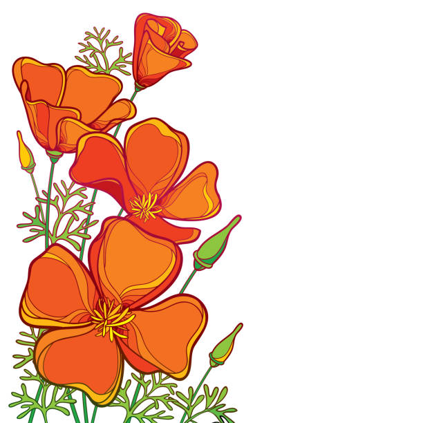 california poppy clipart 20 free Cliparts | Download images on