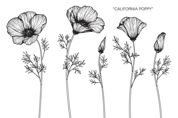 Best California Poppies Illustrations, Royalty.