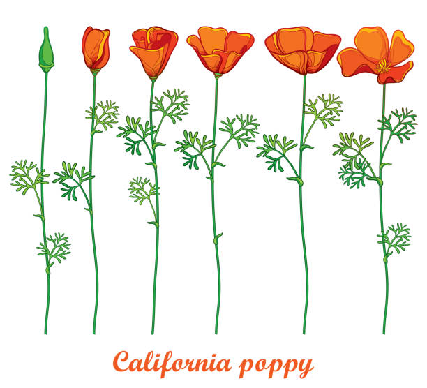 California Poppy Clipart 20 Free Cliparts Download Images On Clipground 2024 