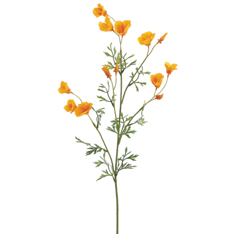 California Poppy Png, png collections at sccpre.cat.