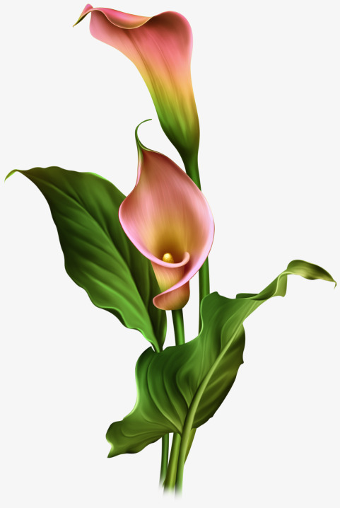 calla lilies clipart 20 free Cliparts | Download images on Clipground 2024