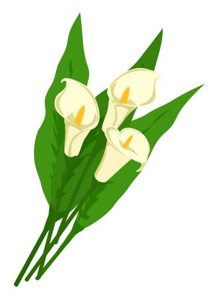 Best Calla Lily Illustrations, Royalty.