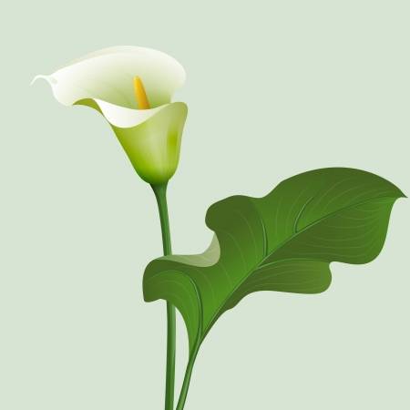 calla lilies clipart 20 free Cliparts | Download images on Clipground 2024