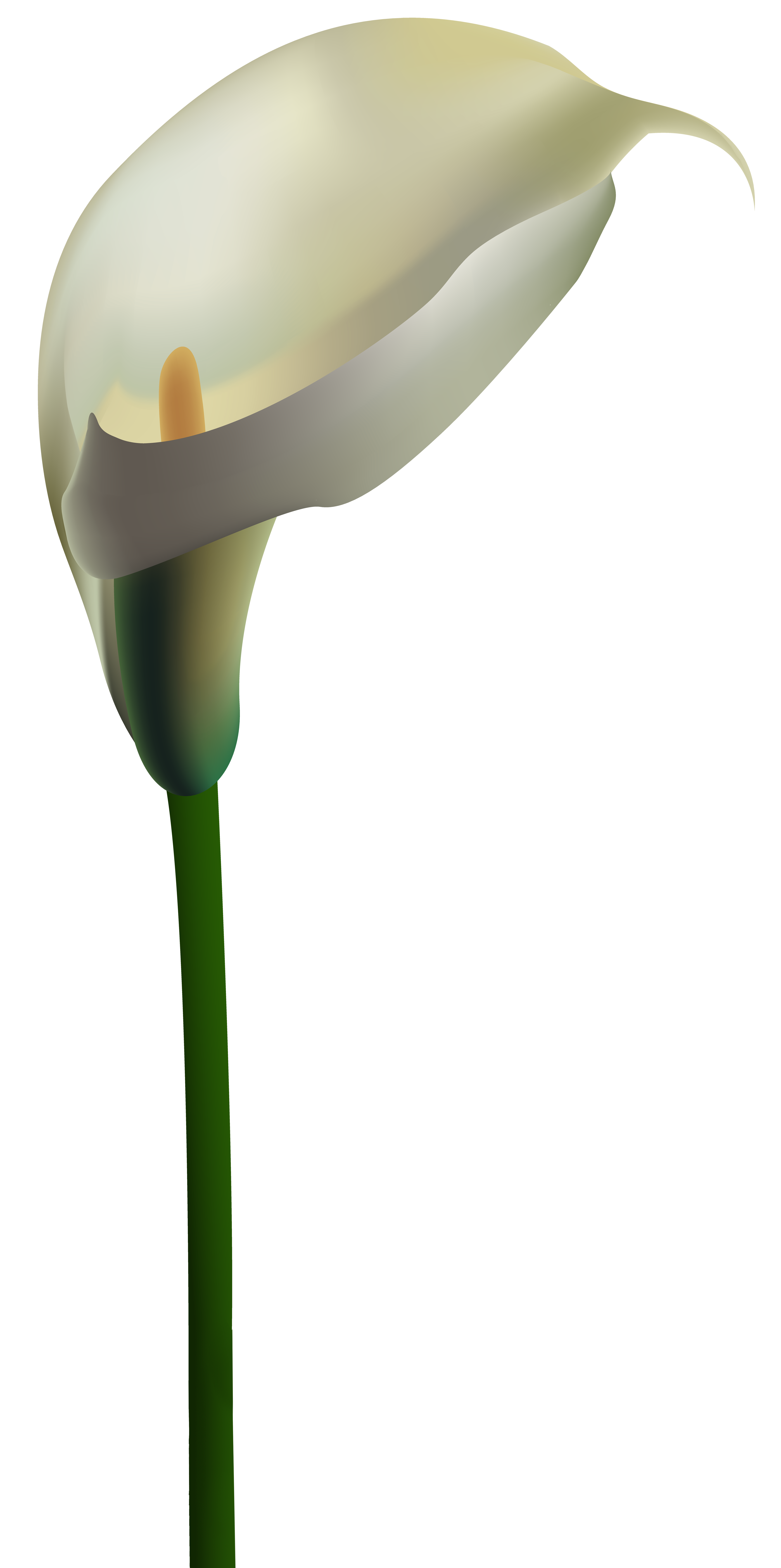 calla lily border clipart free 20 free Cliparts | Download images on ...