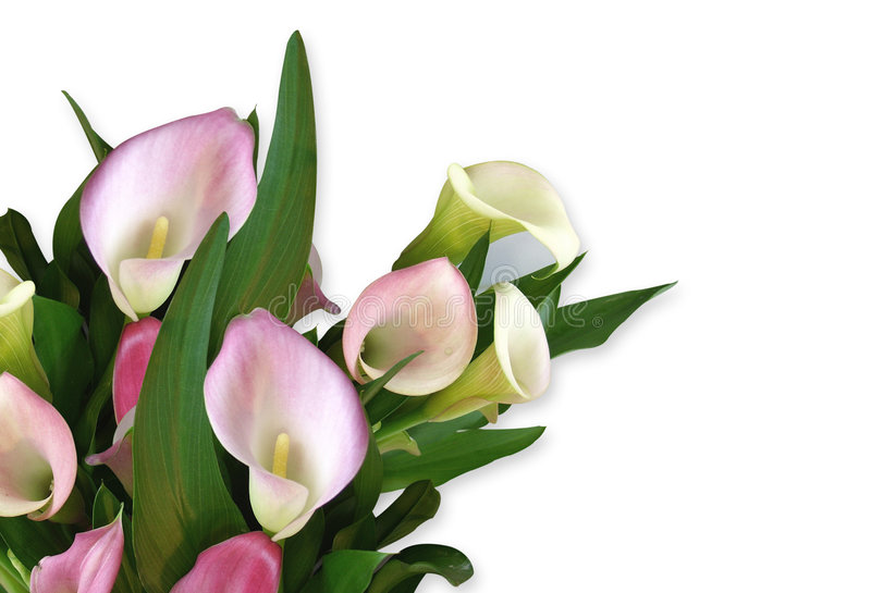 Calla Lily Border