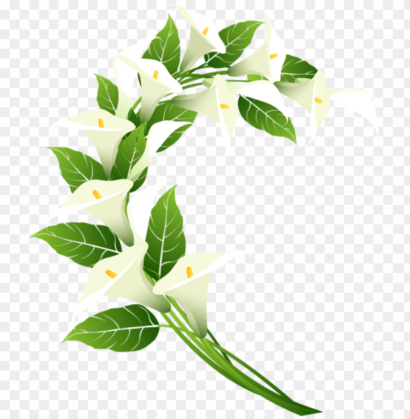 Download calla lily decoration clipart png photo.