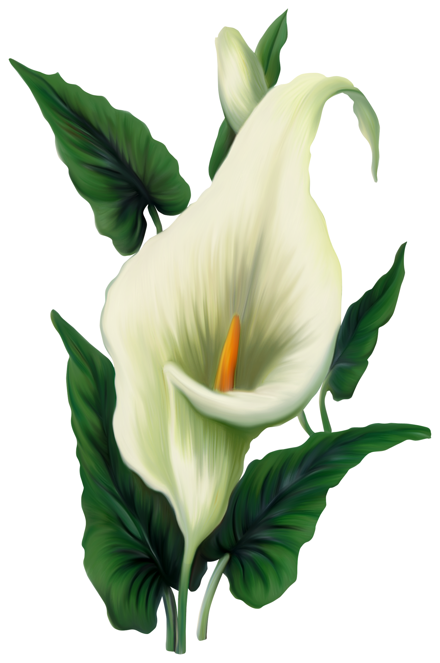 Calla Lily PNG Picture.