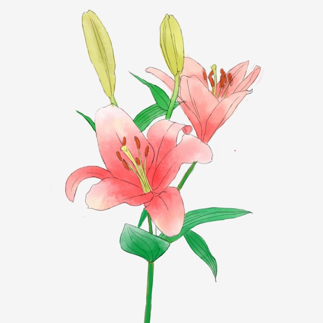 Calla Lily Png, Vector, PSD, and Clipart With Transparent Background.