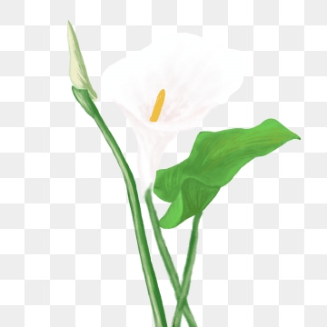calla lily png 20 free Cliparts | Download images on Clipground 2023