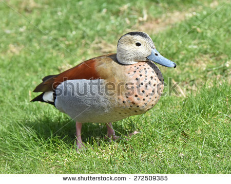 Callonetta Leucophrys Stock Photos, Images, & Pictures.