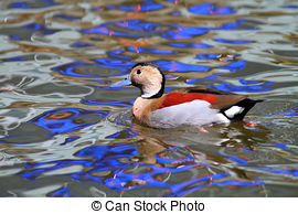 Stock Photo of Ringed Teal Duck (Callonetta Leucophrys).