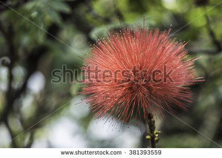 Calliandra Stockfoto's, rechtenvrije afbeeldingen en vectoren.