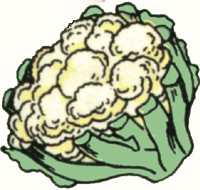 Free Cauliflower Cliparts, Download Free Clip Art, Free Clip.