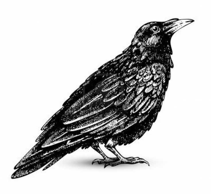 1000+ images about ravens and crows on Pinterest.
