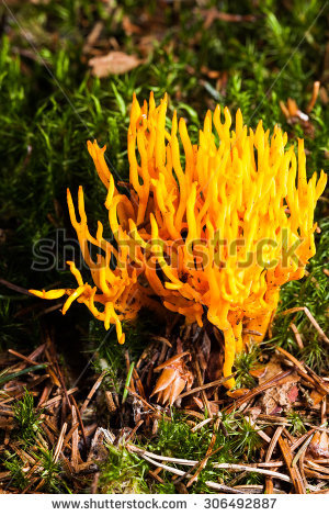 Calocera Stock Photos, Images, & Pictures.