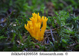 Calocera Stock Photos and Images. 29 calocera pictures and royalty.