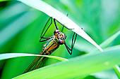 Stock Photography of Banded Demoiselle male (Calopteryx splendens.