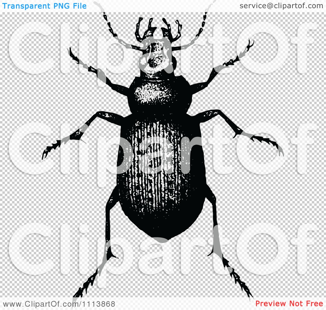 Clipart Vintage Black And White Calosoma Beetle.