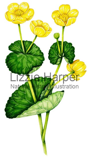 Marsh marigold.