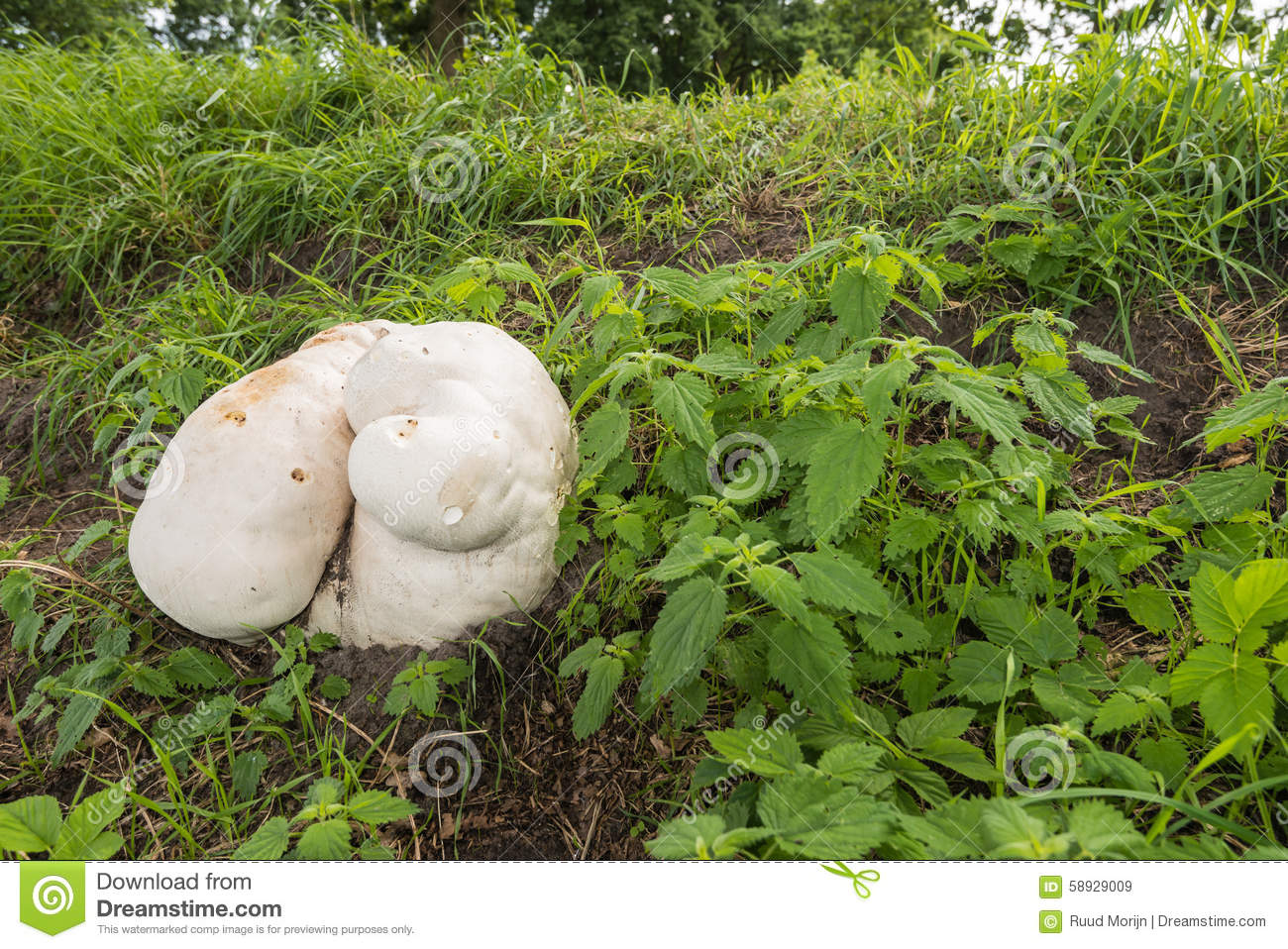 Giant Puffball Growing On The Slope Of A Stock Photo.