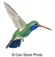 Stock Illustrations of Costas Hummingbird.