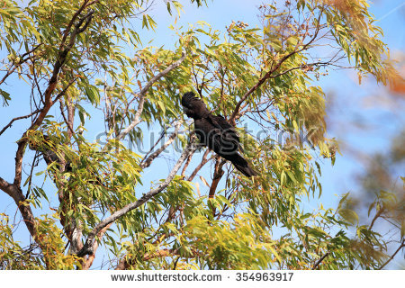 Red Tailed Black Cockatoo Stock Photos, Royalty.