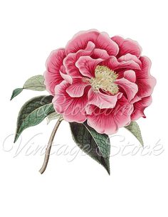 Camellia Clipart,Pink Flower PNG Digital Image, Vintage Flower.