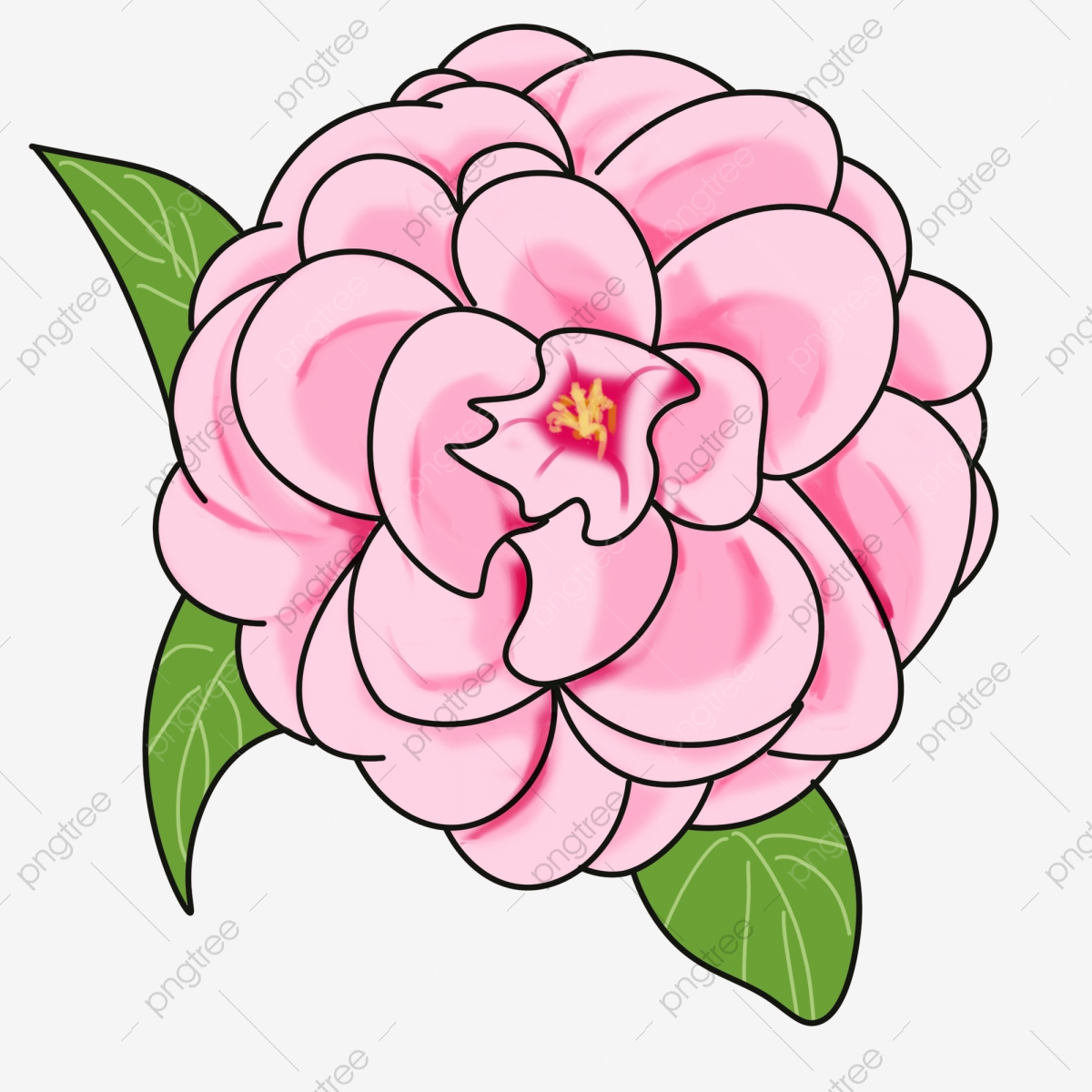 Camellia Illustration Cartoon Flower, Pink Camellia, Pink, Pink.