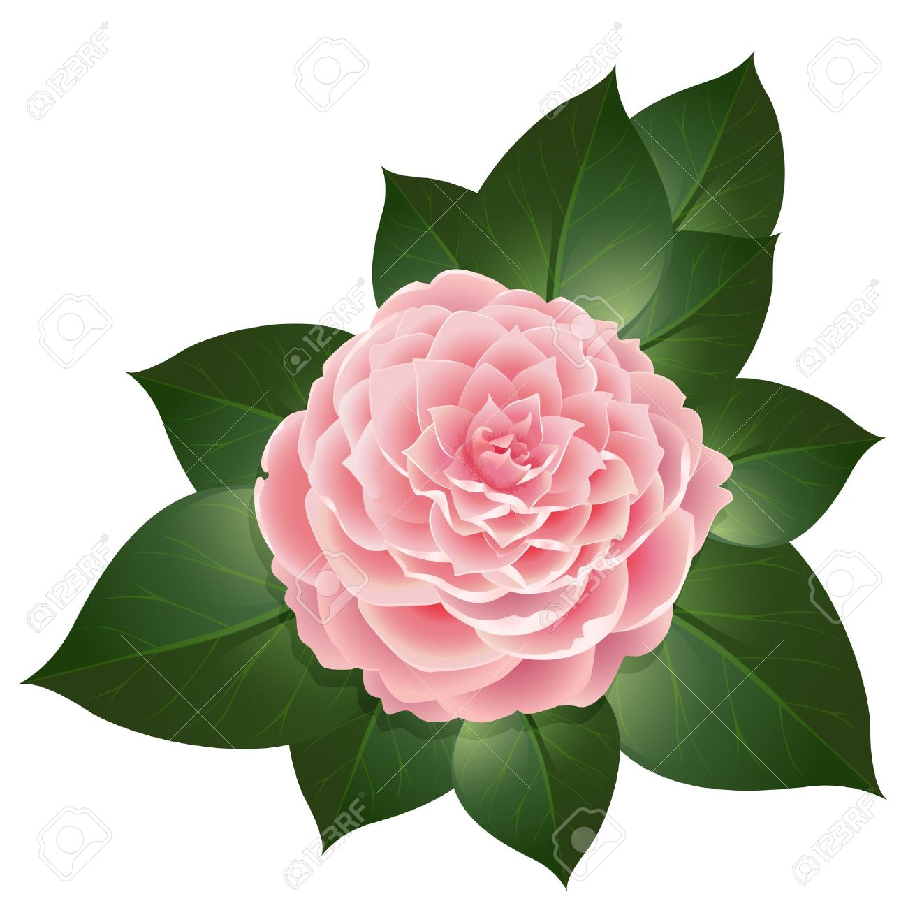 camellia flower clip art 20 free Cliparts | Download images on