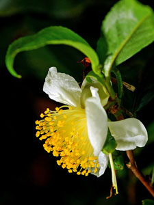 Camellia sinensis.