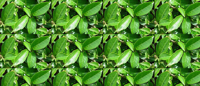 The Miracle Health Benefits Of Green Tea, Camellia Sinensis.