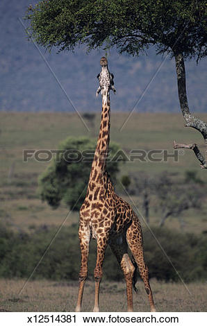 Stock Photography of Masai giraffe (Giraffa camelopardalis.