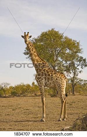 Picture of Giraffe (Giraffa camelopardalis), Arathusa Safari Lodge.