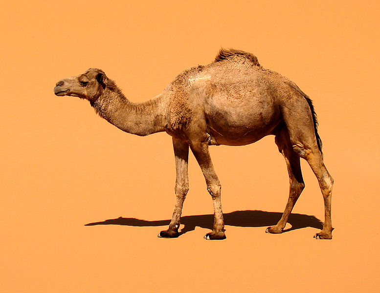 Camel (Camelus Dromedarius).