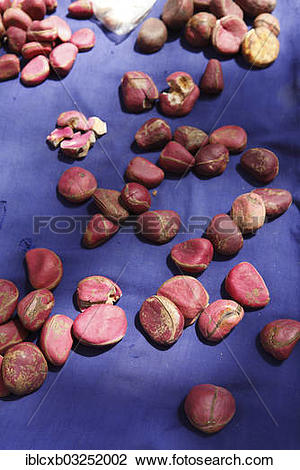 Stock Photo of "Kola nuts for sale at a market, Tourou, Far North.