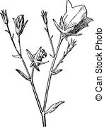 Campanulaceae Vector Clip Art Illustrations. 11 Campanulaceae.