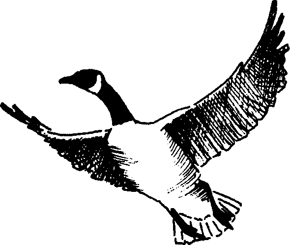 Goose Black And White Clipart.