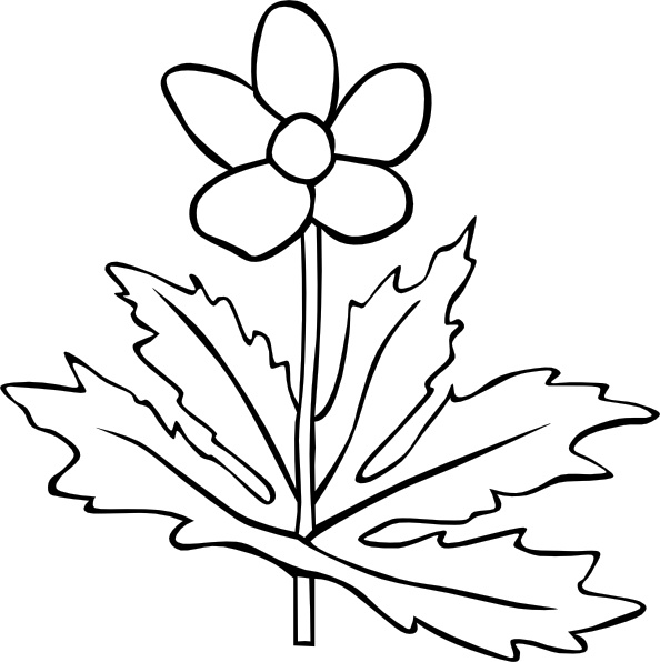 Gg Anemone Canadensis Outline clip art Free vector in Open office.