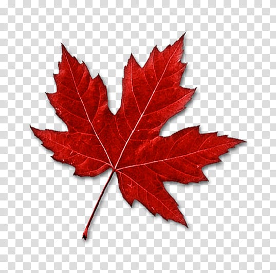 Red maple leaf, Canada Maple leaf , Red maple leaf.