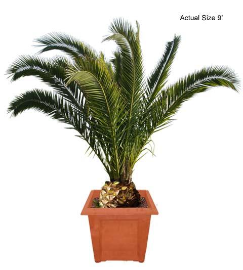 Bluendi: palm tree clipart.