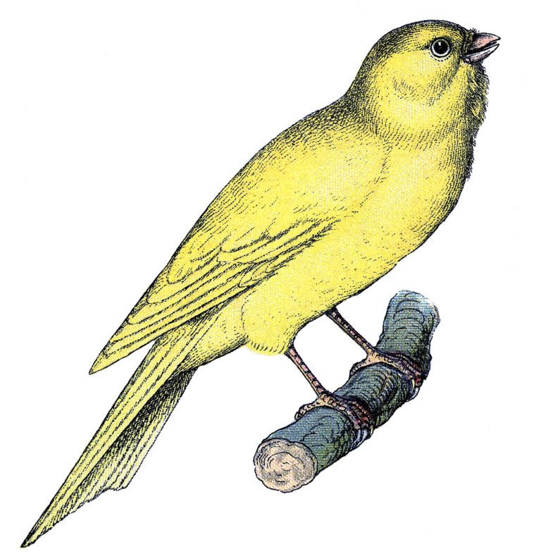 11 Canary Bird Images & Cages!.