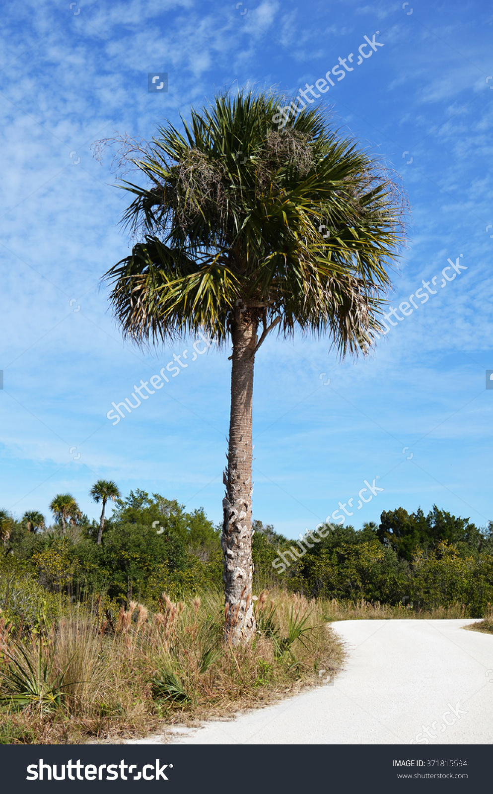 Palm Tree By A Dirt Road At The Wild Life Refuge In Cape Canaveral.