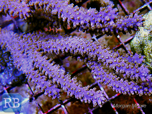 Photosynthetic Gorgonians for the Home Aquaria Magazine Reef.