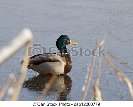 Picture of A male mallard duck sitting on the ice..