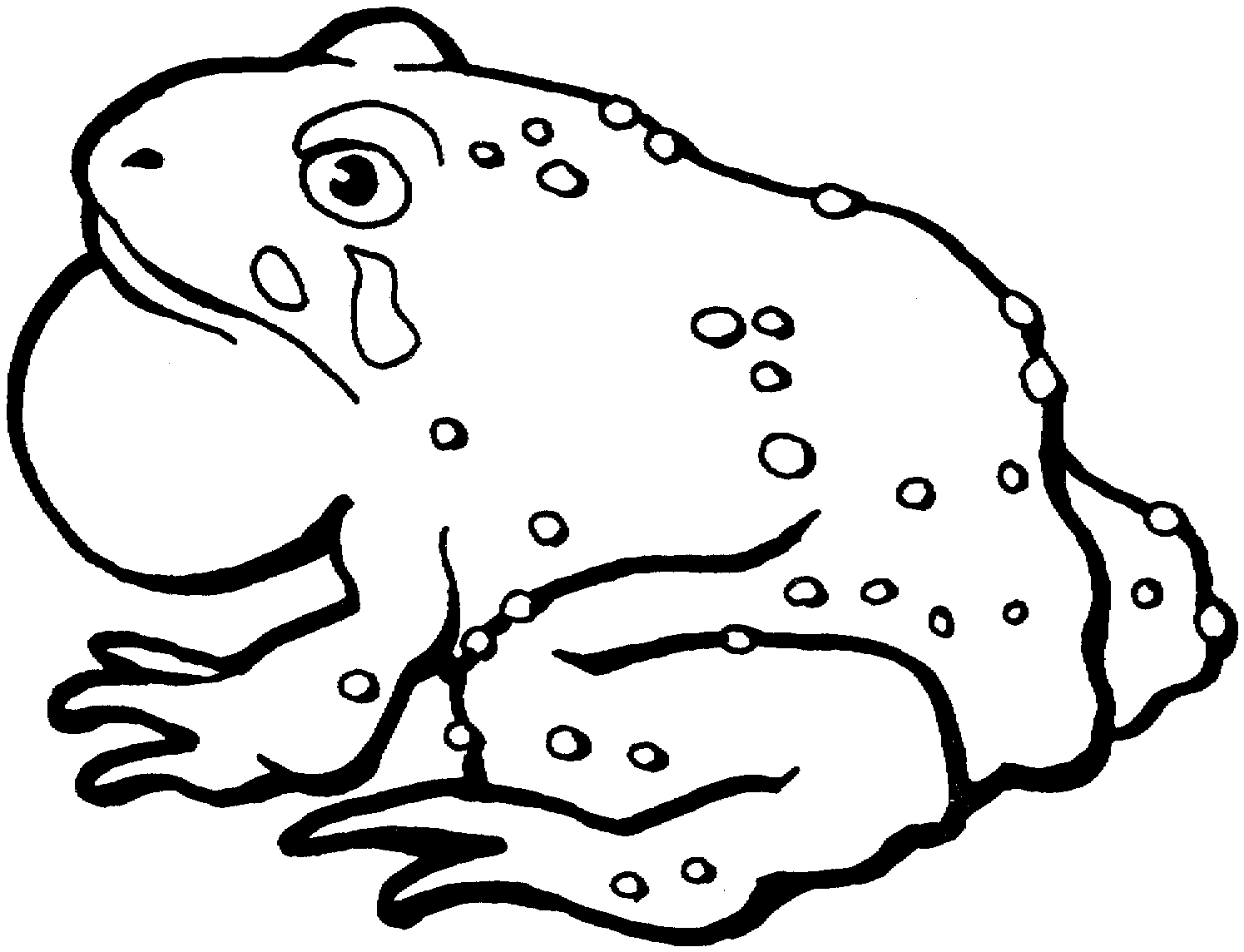 Cane toad clipart 20 free Cliparts | Download images on Clipground 2021