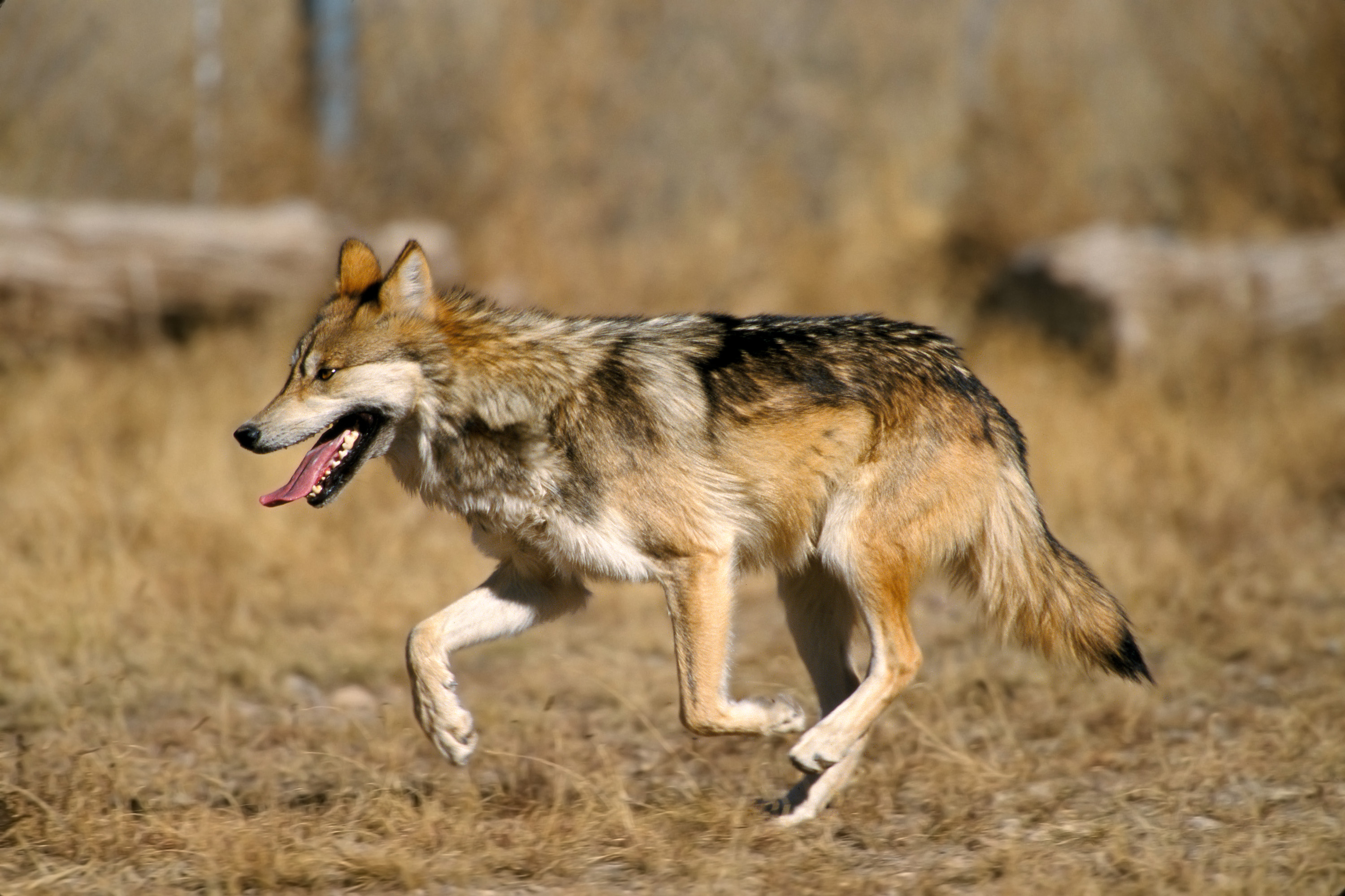 v2 Mexican Gray Wolf on emaze.
