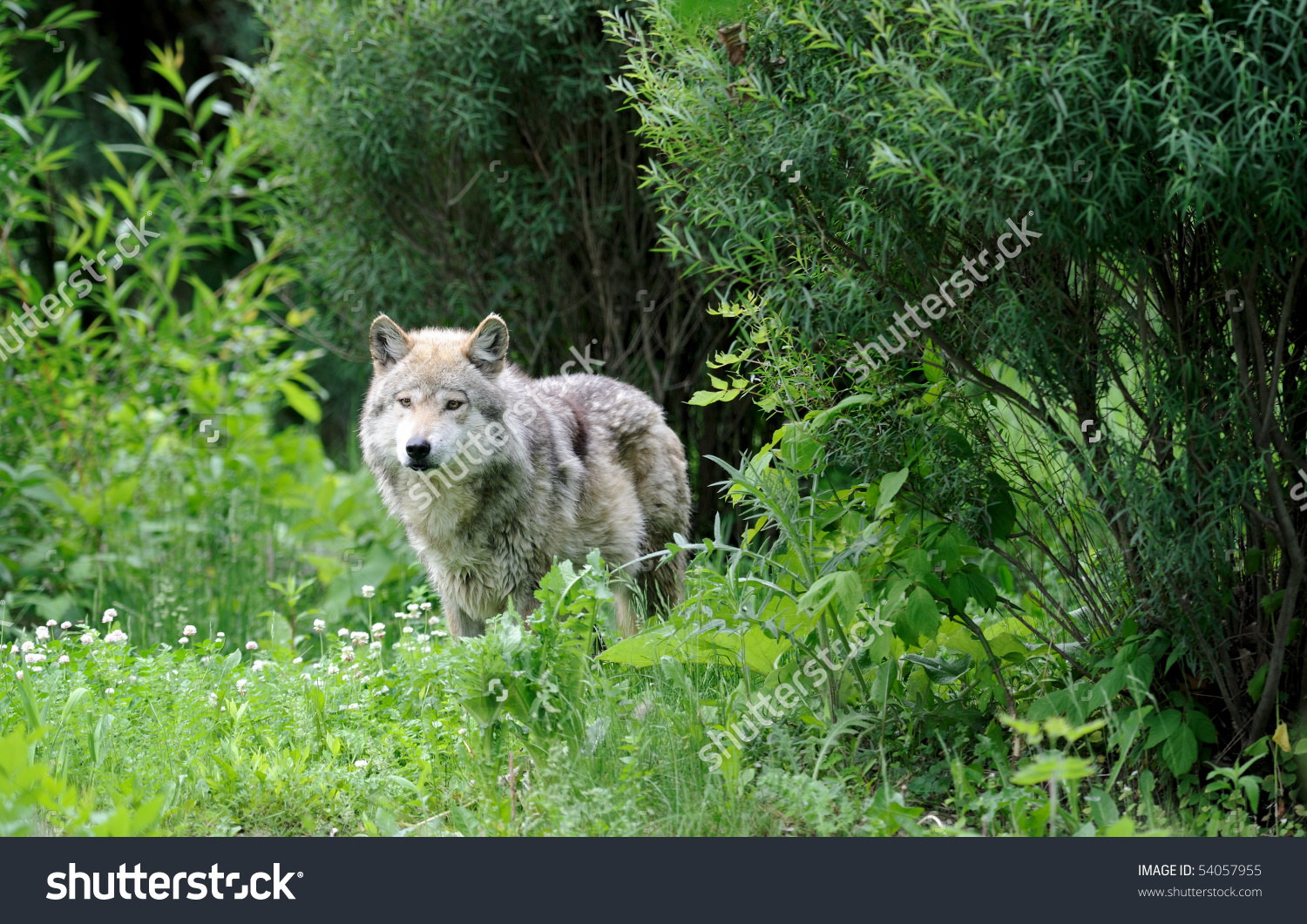 Mexican Gray Wolf (Canis Lupus Baileyi) In The Woods Stock Photo.