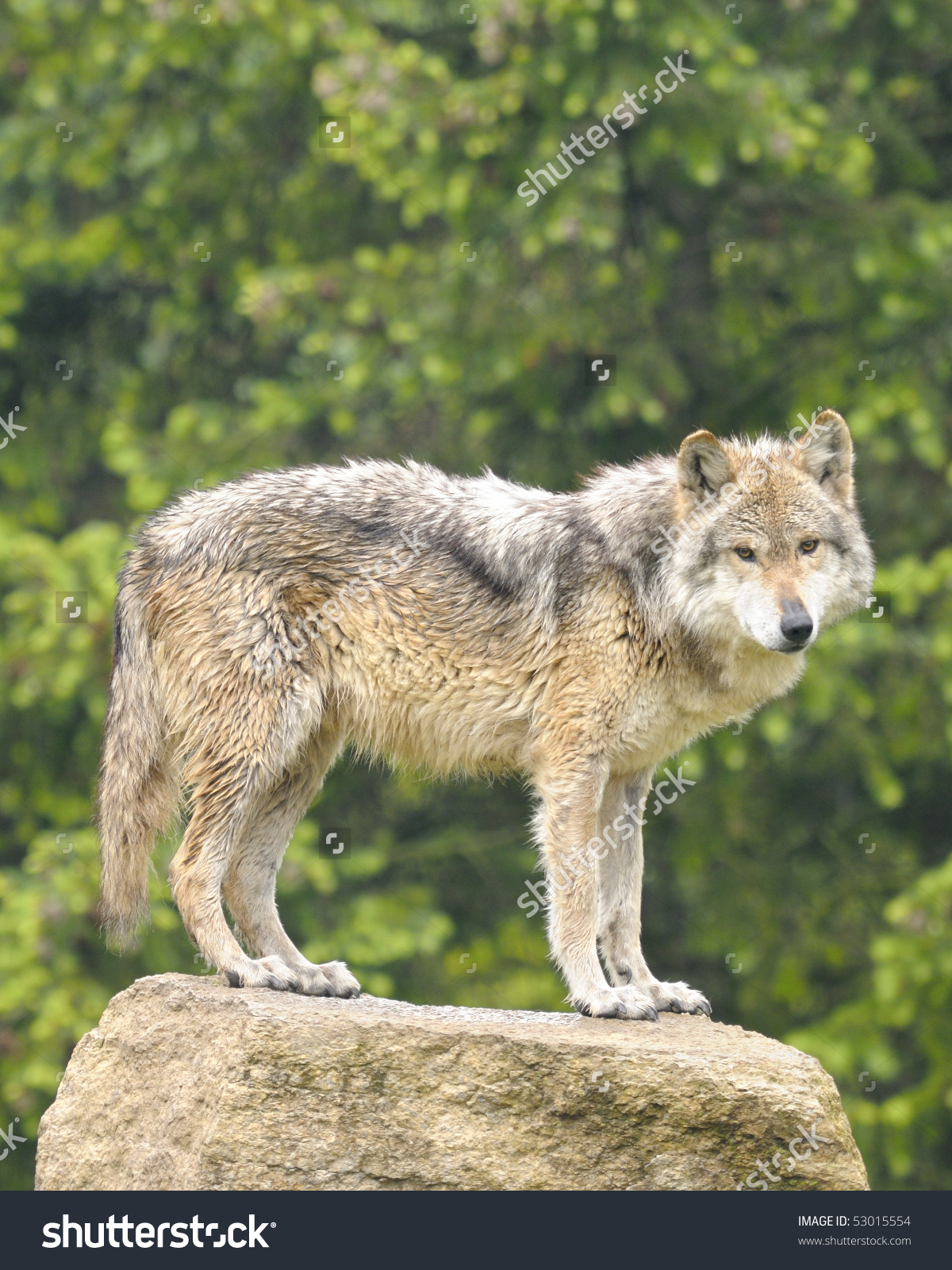 Mexican Gray Wolf Canis Lupus Baileyi Stock Photo 53015554.