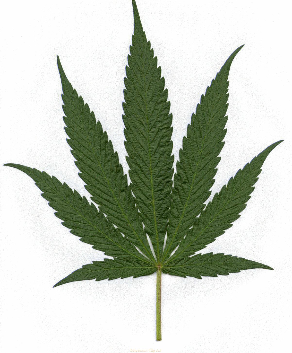 Marijuana Leaf Free Clipart.