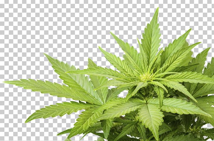 Cannabis PNG, Clipart, Cannabis Free PNG Download.